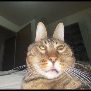 Meet your Posher, Abby